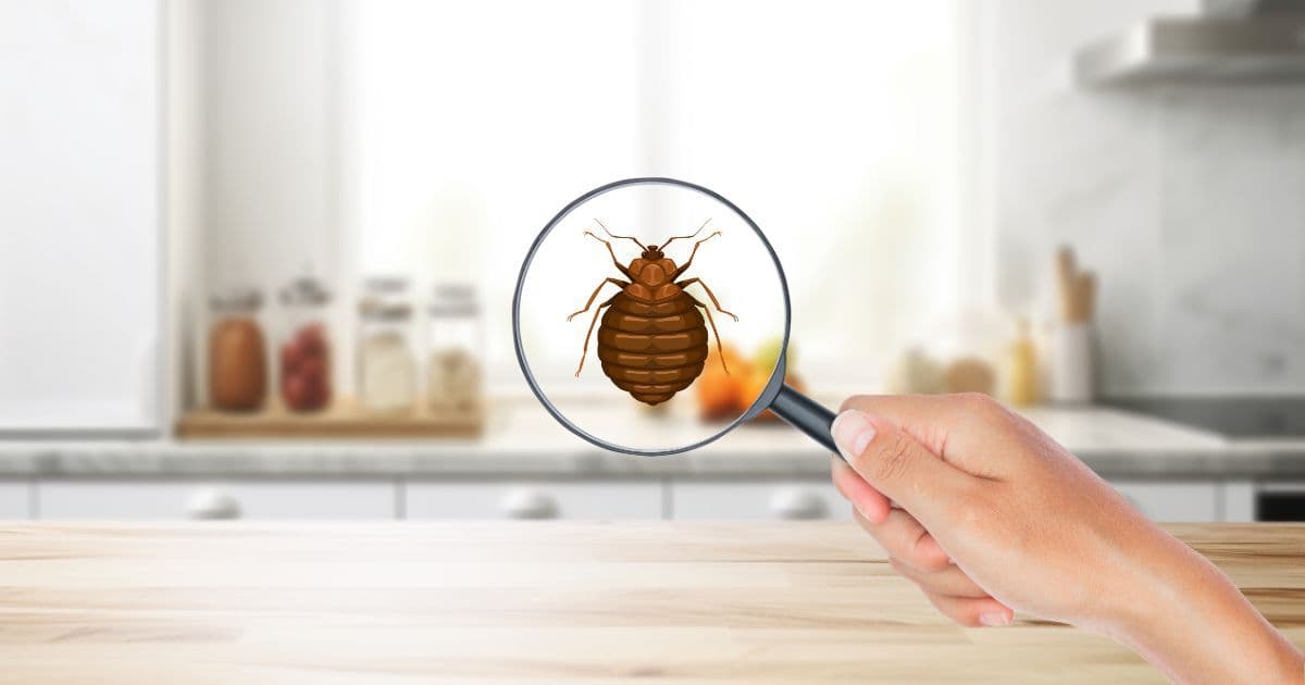 Why Bed Bugs Invade Your Home and How to Stop Them for Good