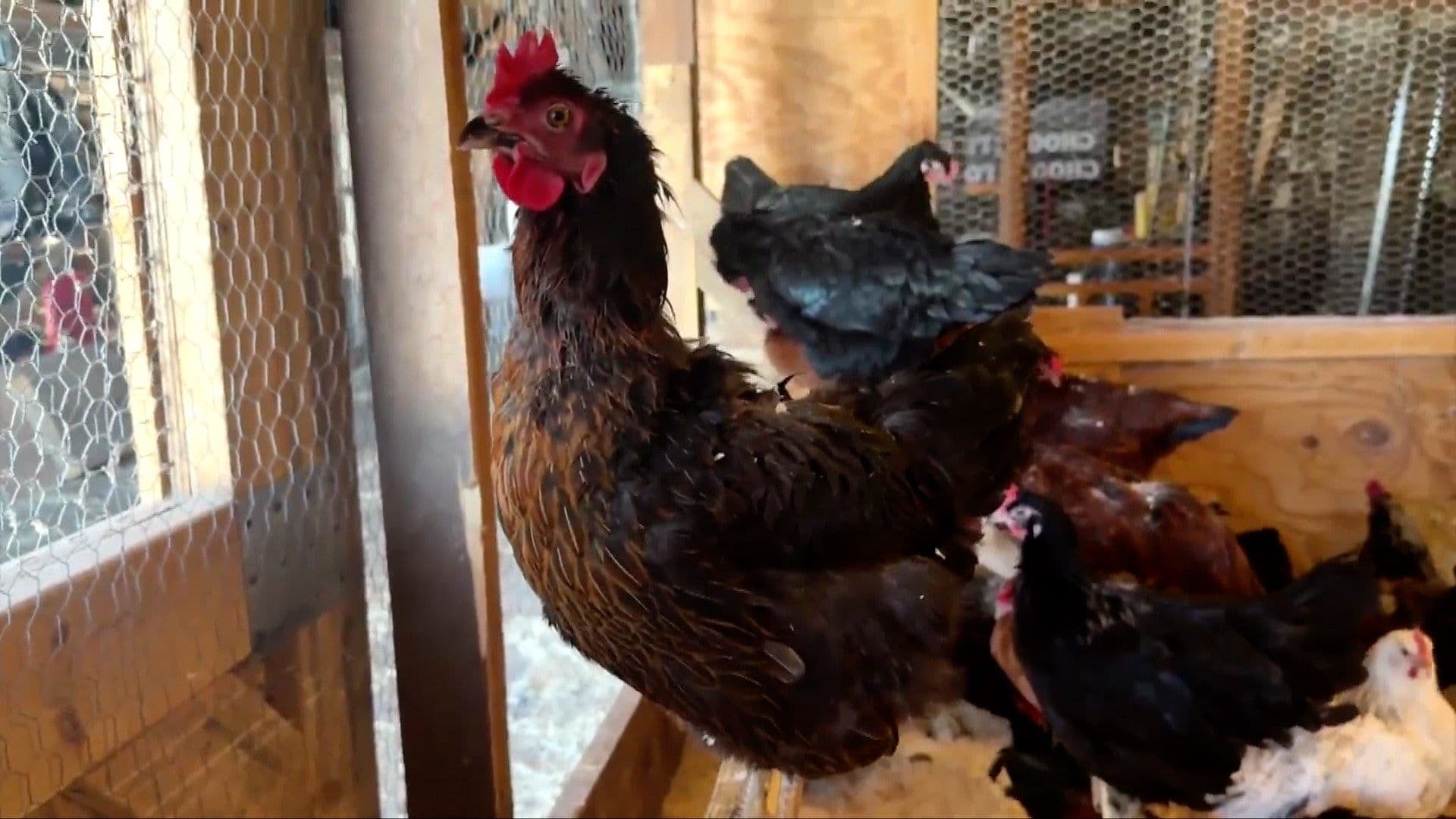  How Chicken Rentals Are Cracking America’s Egg Crisis